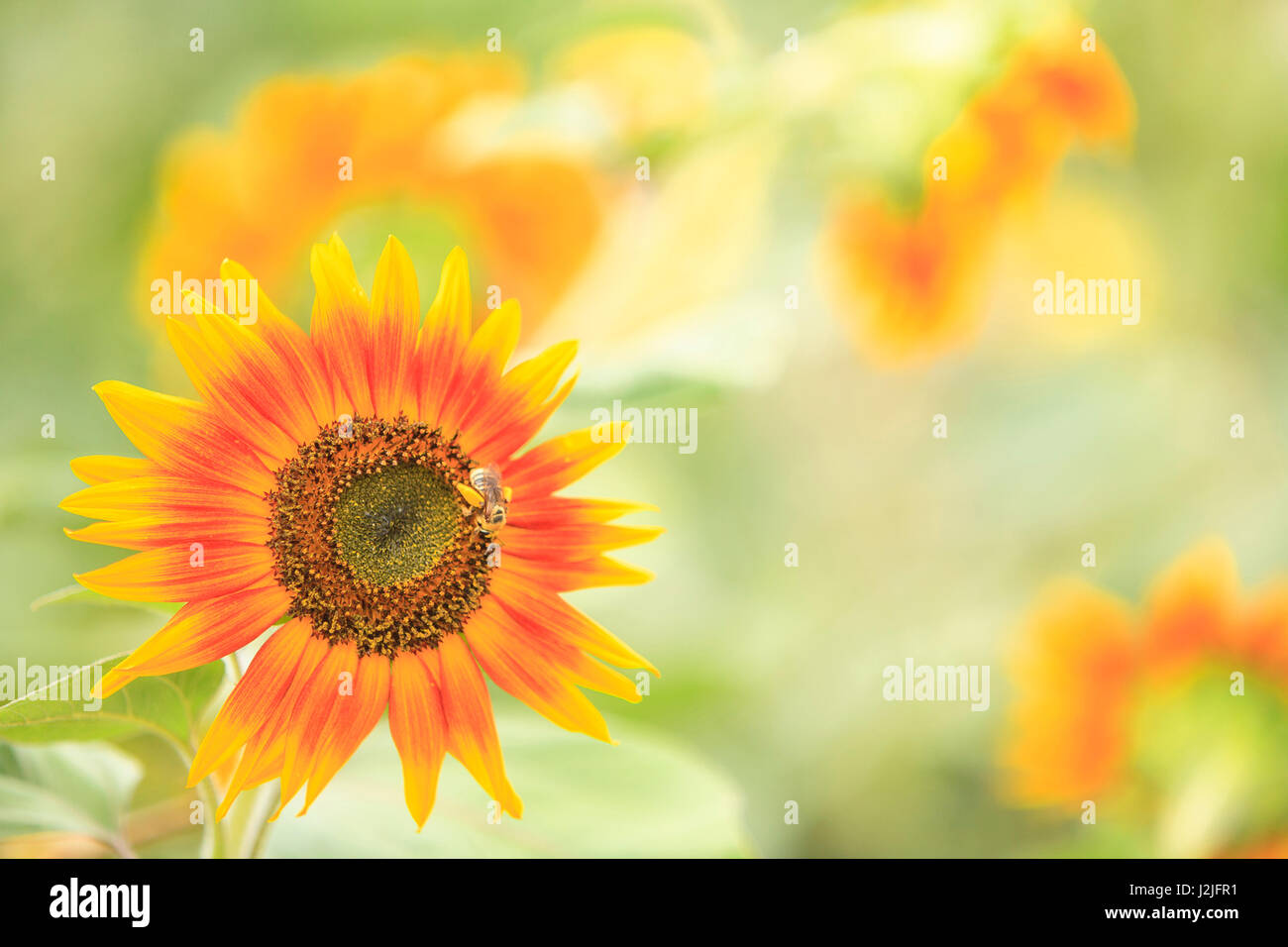 Community Garden Project, Downtown Moses Lake, Washington State , USA