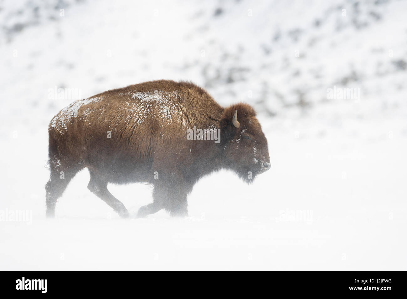American Bison / Amerikanischer Bison ( Bison bison ) in harsh winter