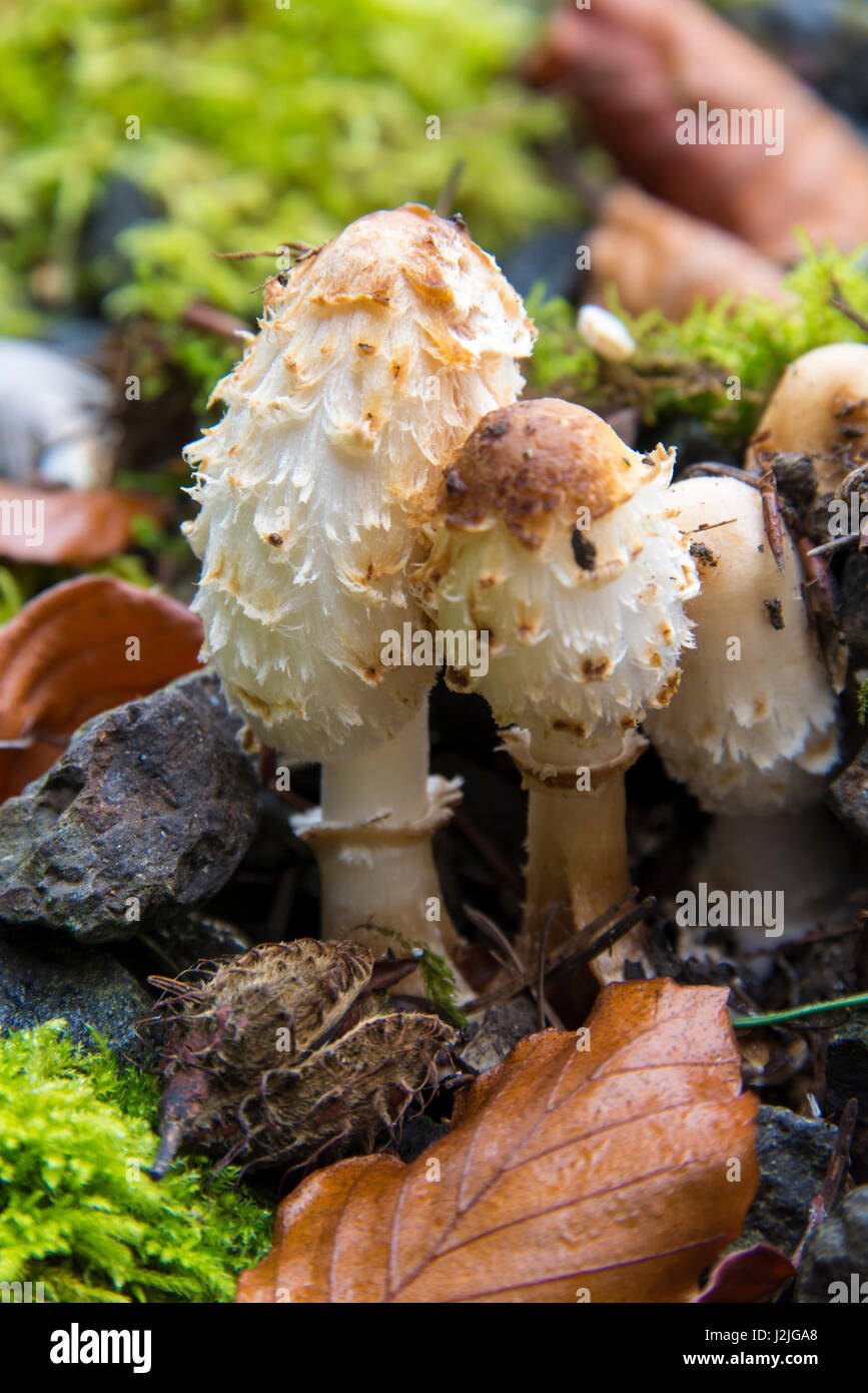 US, WA. Shaggy Mane Mushroom (Coprinus Comatus) Choice edible. Range throughout North America Stock Photo