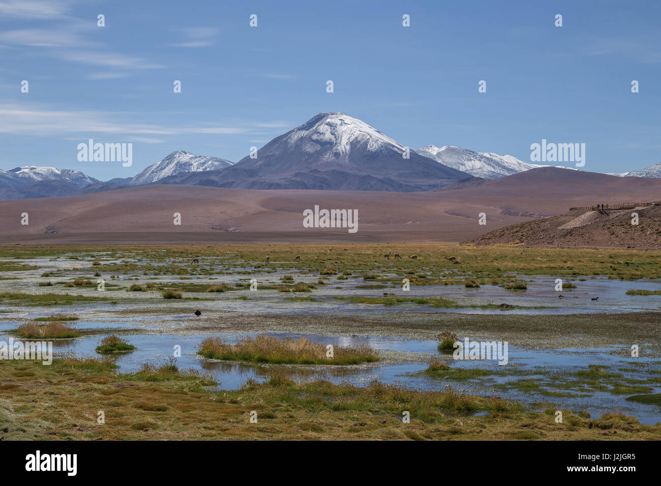 Vicuna (Vicugna vicugna) grazing on the altiplano north of San Pedro de Atacama near the Putana river in northern Chile, South America Stock Photo