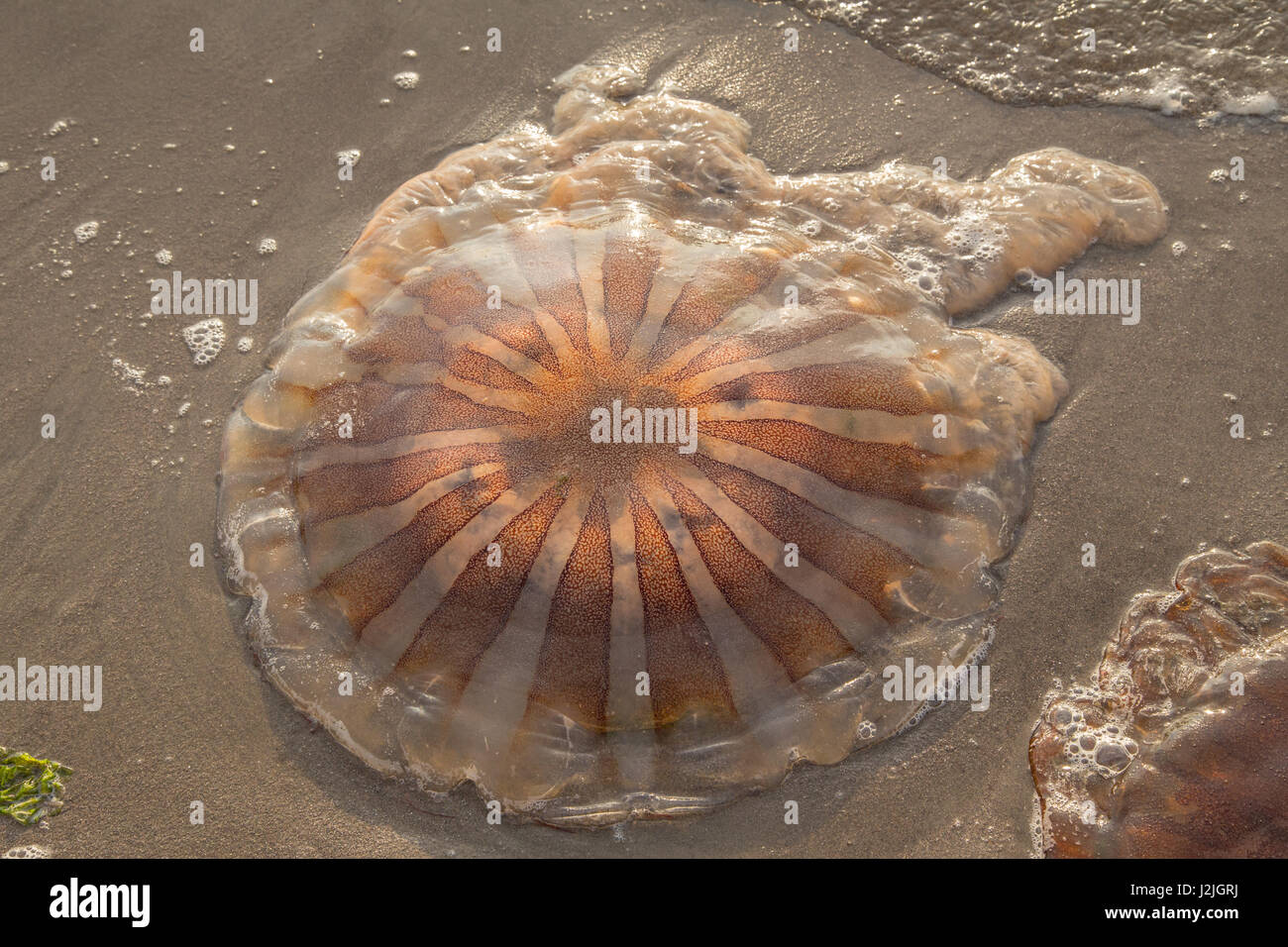 Chrysaora plocamia, jellyfish washed up on the beach at Paracas, Peru