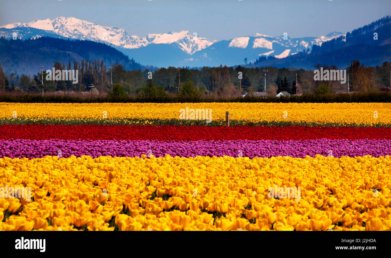 Tulips and Daffodils, Skagit Valley farm, Washington State Stock Photo Alamy