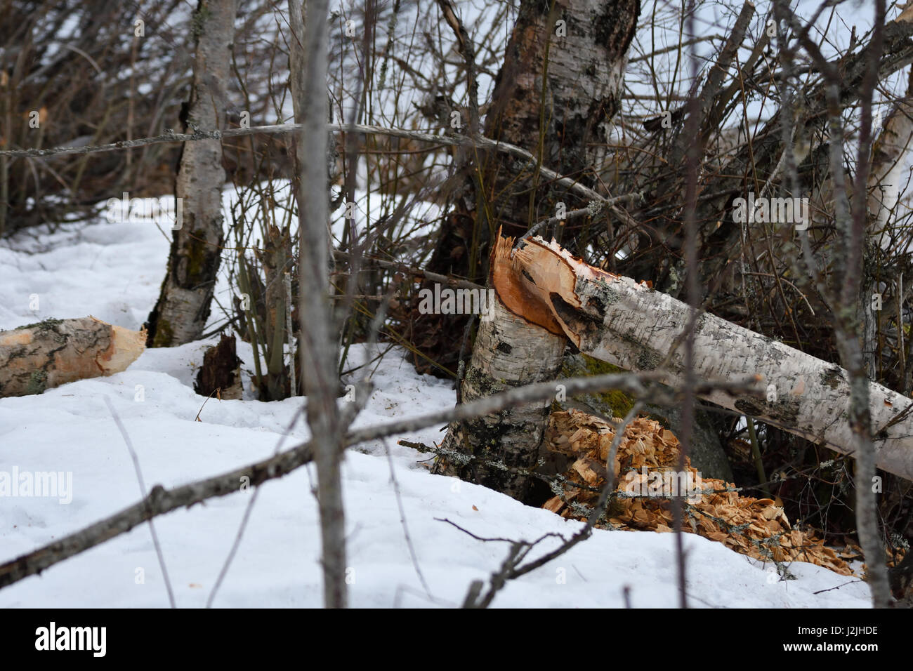 Birch tree cut down on the snow by beaver, picture from the North of Sweden. Stock Photo