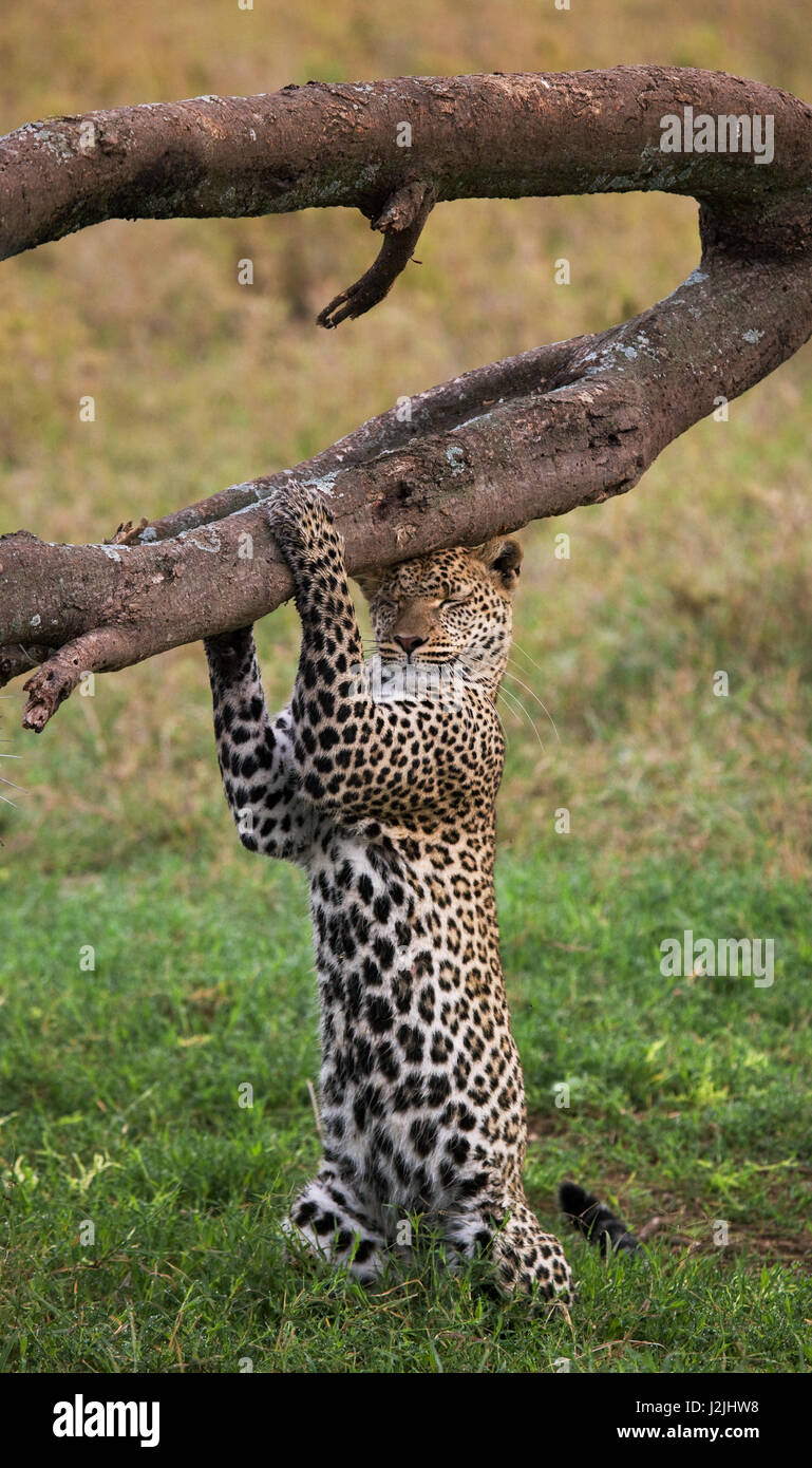 Leopard standing on his hind legs and scratched his head against a tree. Funny picture. National Park. Kenya. Tanzania. Maasai Mara. Serengeti. Stock Photo