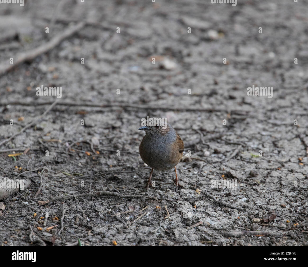Dunnock Feeding Hi res Stock Photography And Images Alamy dunnock-feeding-hi-res-stock-photography-and-images-alamy