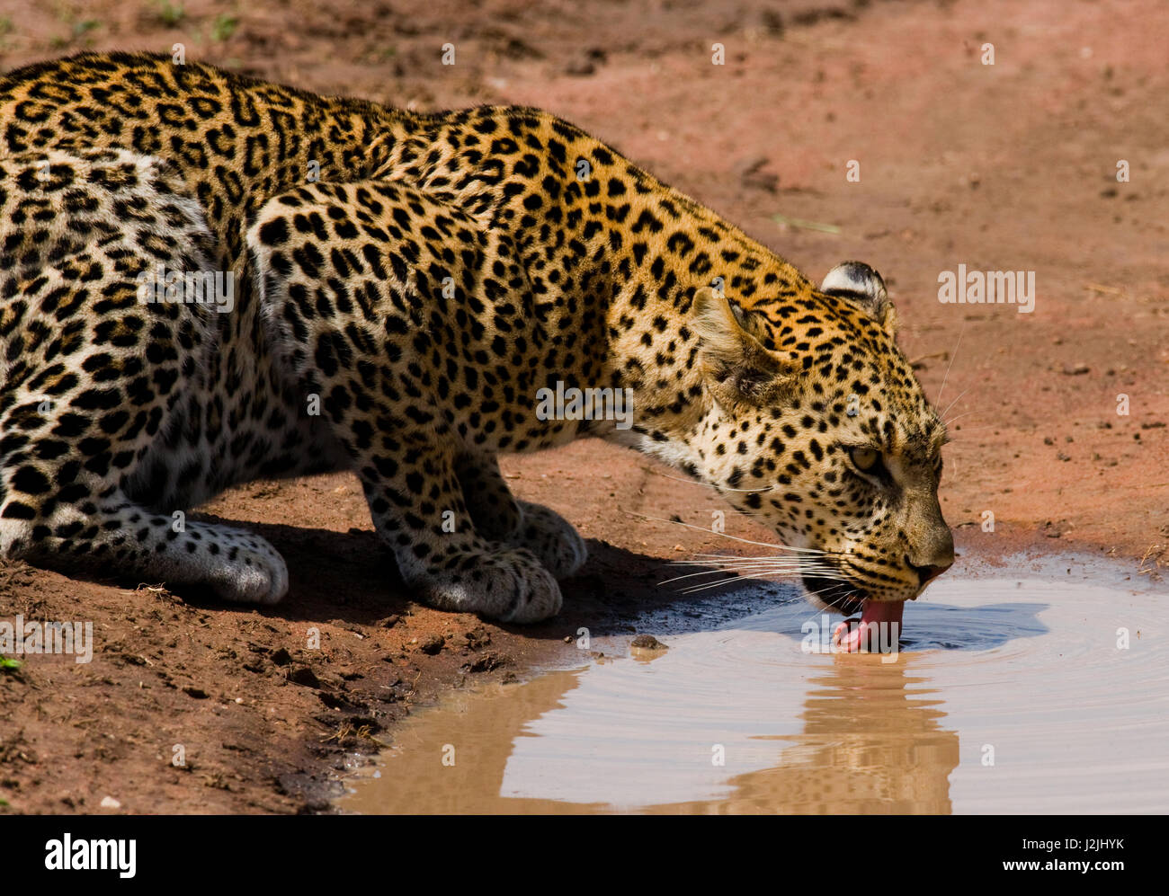 Leopard drinking water from puddles. National Park. Kenya. Tanzania ...