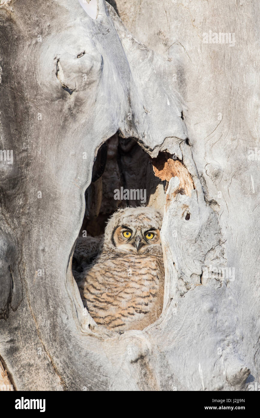 USA, Wyoming, Lincoln County, Great Horned Owl nestling peering from nest cavity Stock Photo