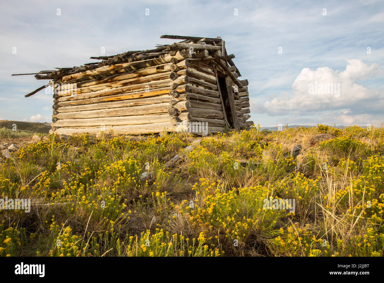 USA, Wyoming, Sublette County, Abandoned cabin with blooming rabbitbrush Stock Photo