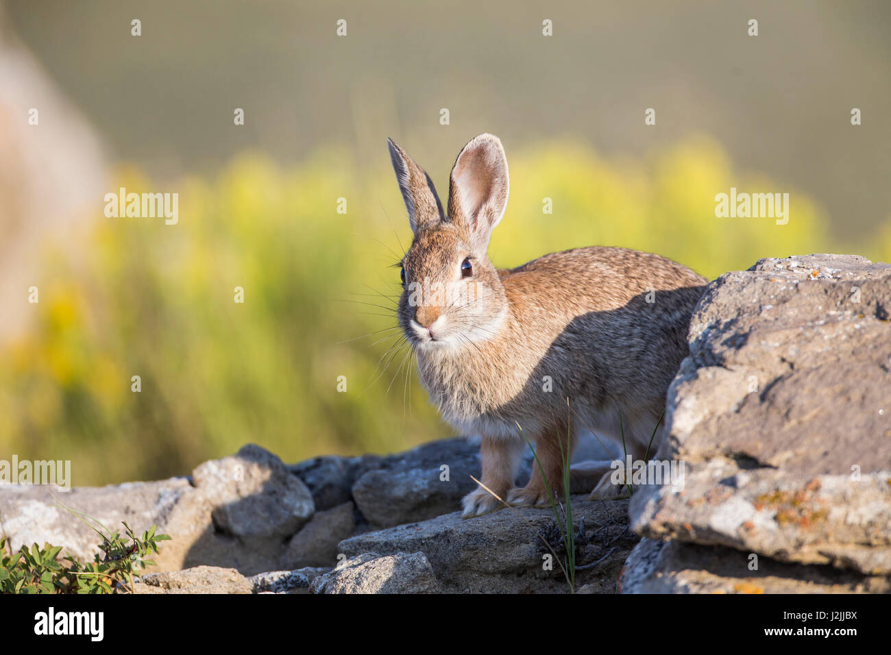 Nuttall’s cottontail hi-res stock photography and images - Alamy