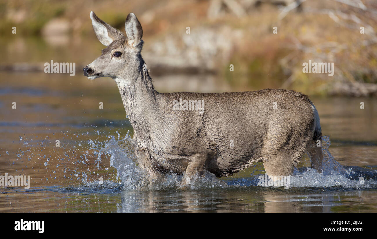 USA, Wyoming, Sublette County, Mule Deer doe crossing river Stock Photo