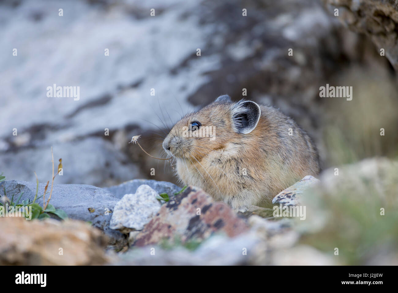 USA, Wyoming, Sublette County, Pica eating dried flower stem Stock ...