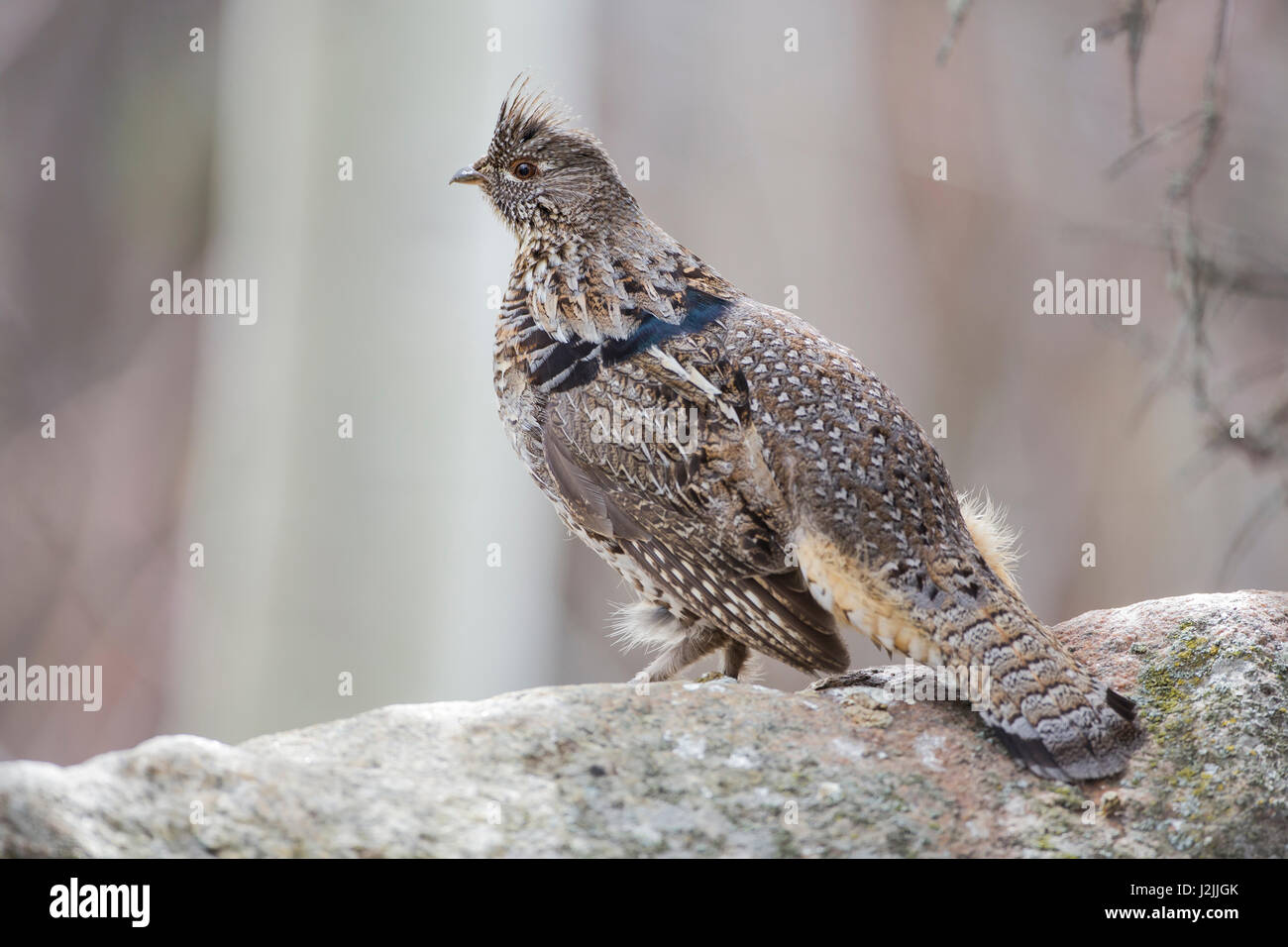 Usa, Wyoming, Sublette County, a Ruffed Grouse stands on a rock in the springtime. Stock Photo