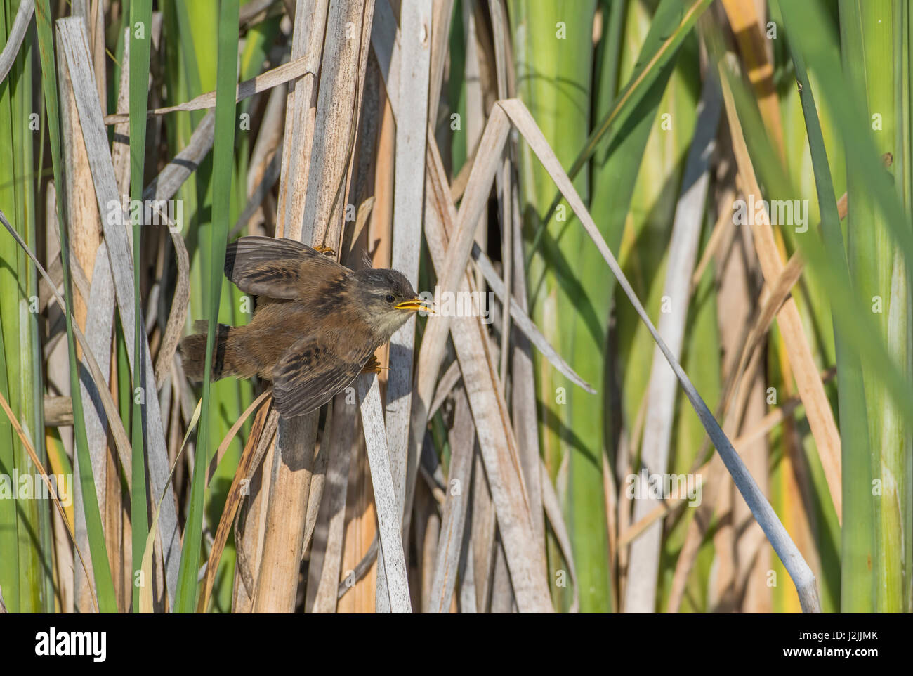 USA, Wyoming, Sublette County, fledged Marsh Wren hangs onto cattail