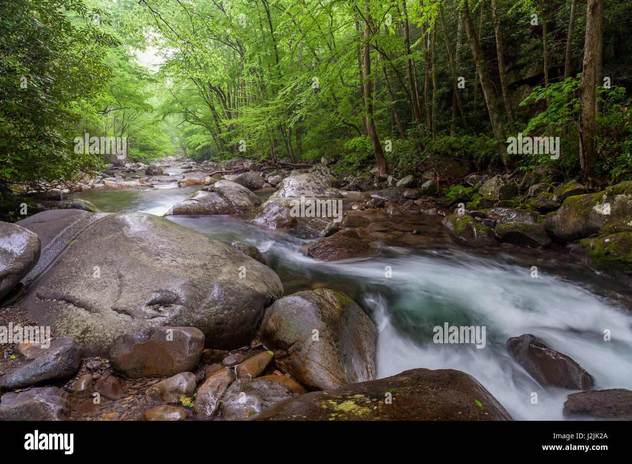 This is an image looking downstream on Big Creek near Mouse Creek Falls.  Big Creek flows generally eastward through the northwestern part of the Great Smoky Mountain National Park, with its headwaters near Inadu Knob. Stock Photo