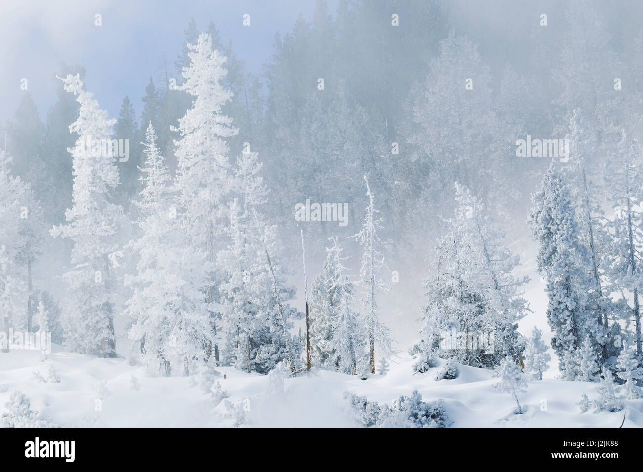 Frosty Trees near hot springs Stock Photo Alamy