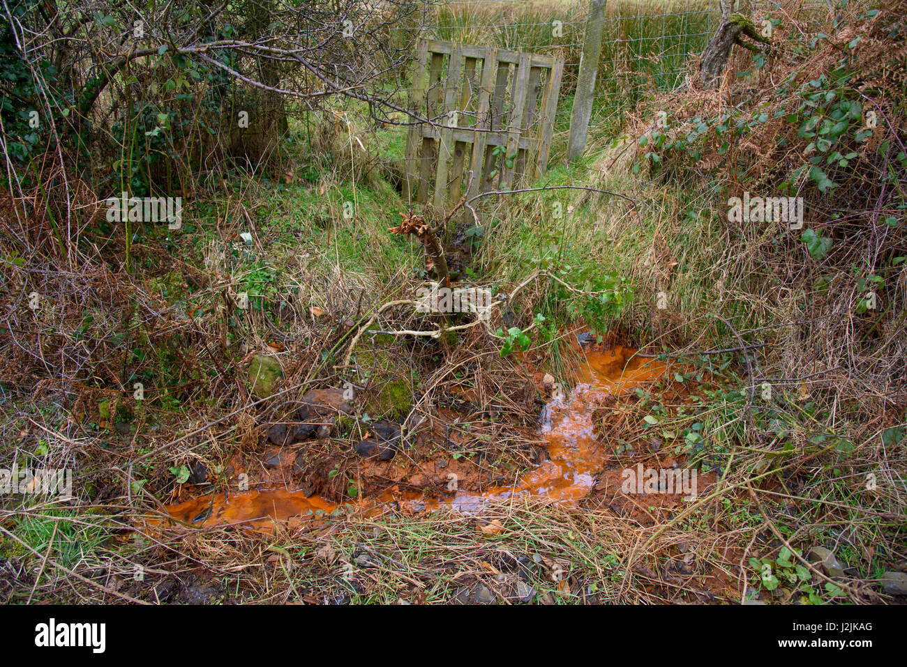 Orange slime seeping from a field, Chipping, Lancashire. The orange slime and fluff is produced by a group of bacteria that use iron as an energy sour Stock Photo