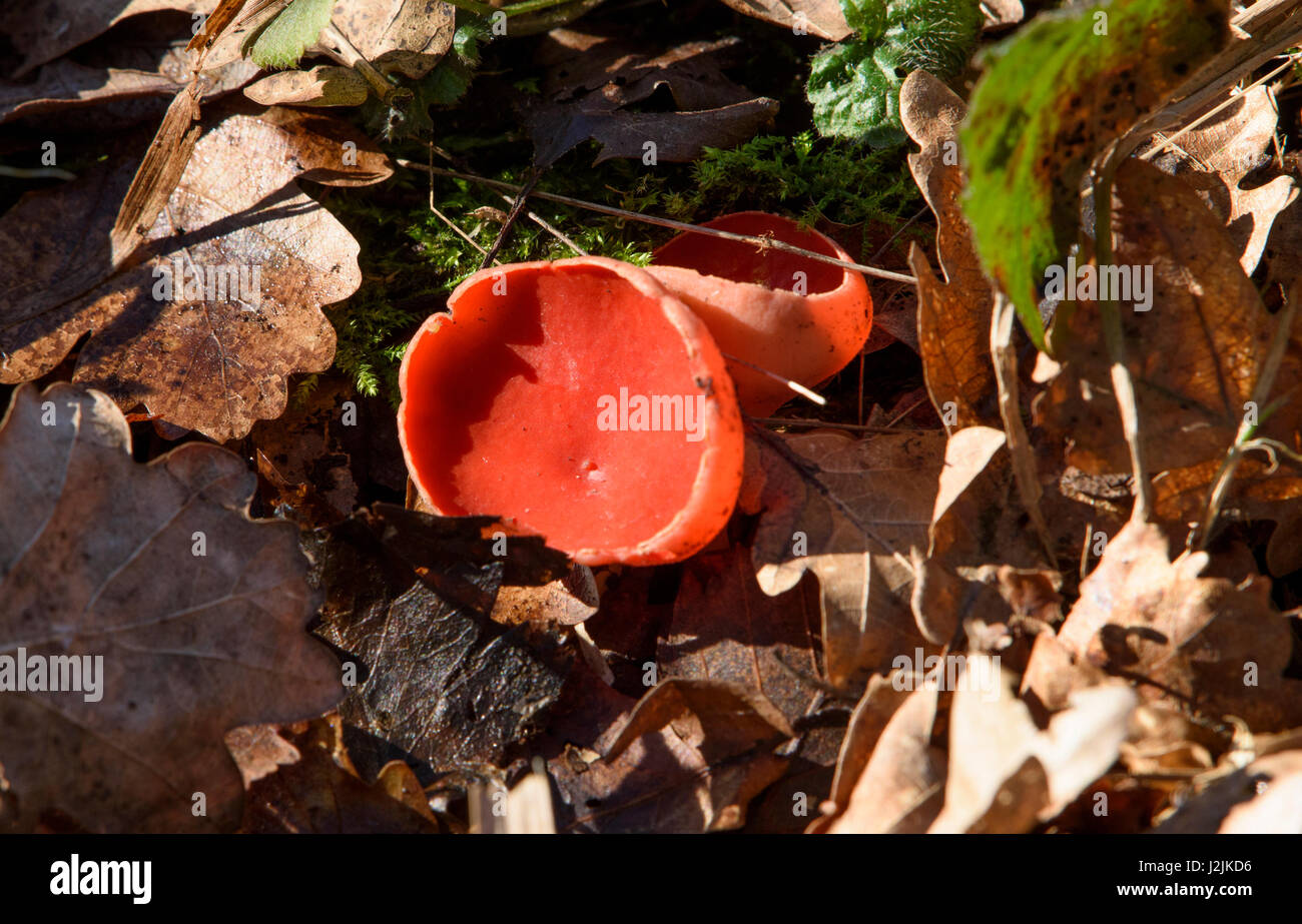 Scarlet Elfcup fungus, Leighton Moss RSPB nature reserve, Lancashire. Stock Photo