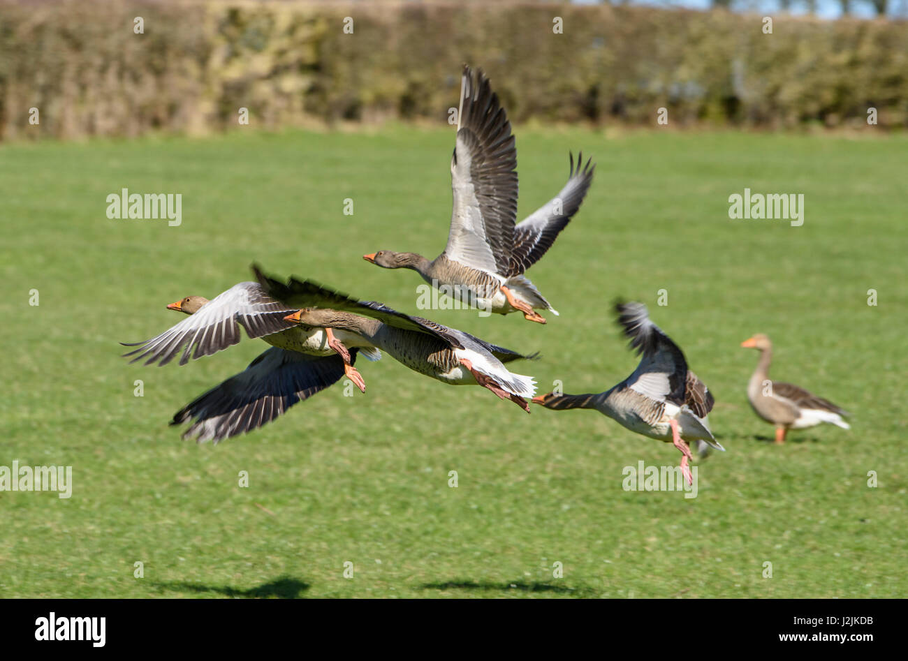 Greylag geese flying over farm grassland, Leighton Moss, Lancashire. Stock Photo