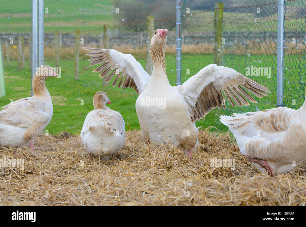 Brecon Buff geese in a pen, Wales. Stock Photo