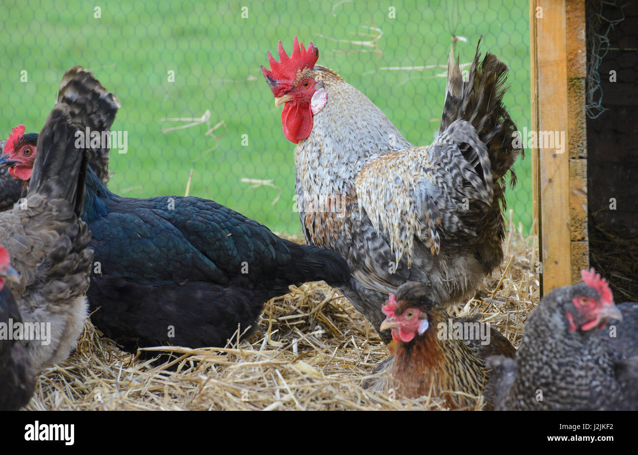 A Cream Legbar cockerel with hens,Wales. Stock Photo