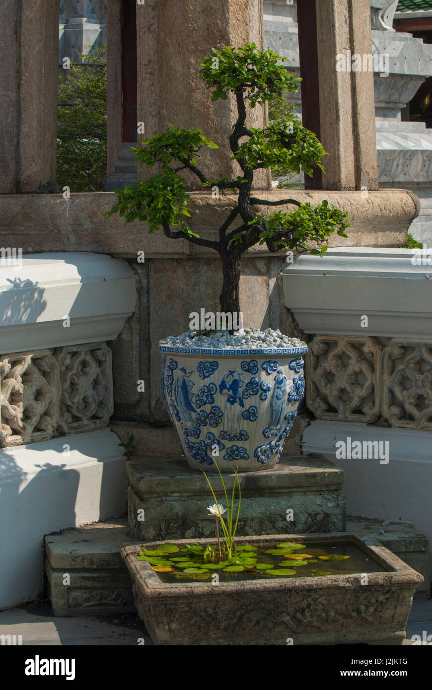 Bonsai tree in a blue and white ceramic pot, and a stone water ...