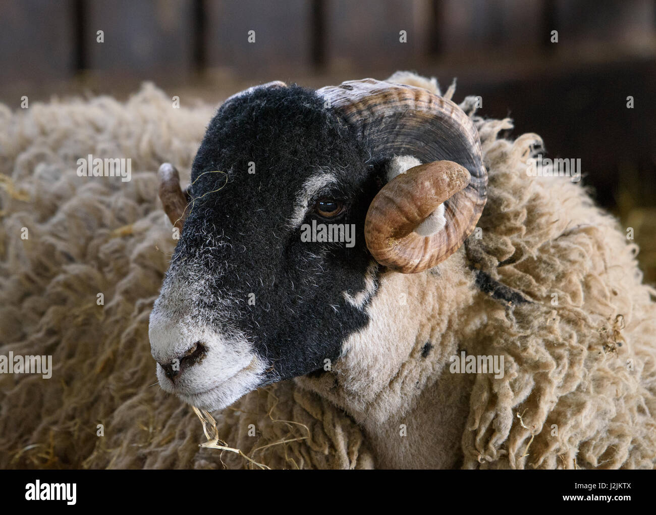 Swaledale ewes in a lambing pen, Chipping, Lancashire. Stock Photo