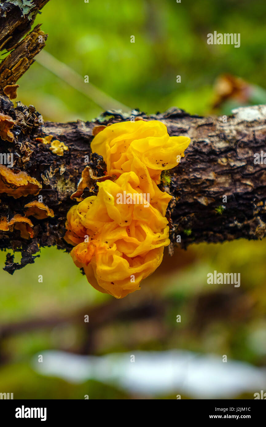 Yellow Brain Fungus growing on tree branch, French Pyrenees Stock Photo