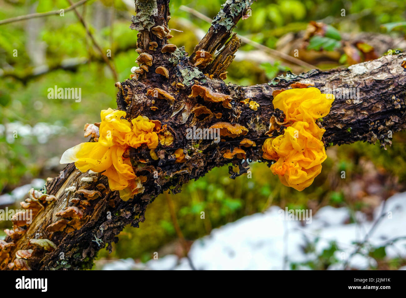 Yellow Brain Fungus growing on tree branch, French Pyrenees Stock Photo