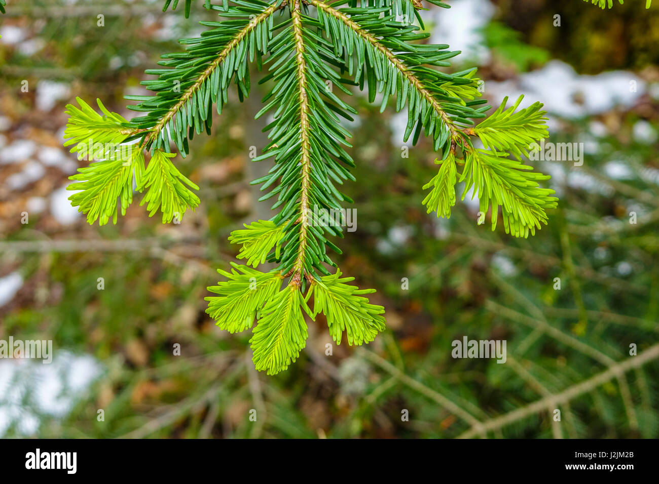 Fresh green growth on the tips of pine tree leaves with snow behind Stock Photo