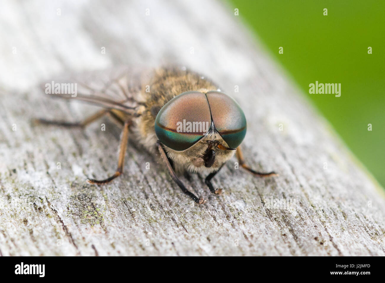 Male Pale Giant Horse-fly (Tabanus bovinus) Stock Photo
