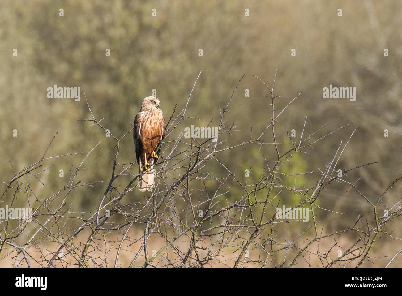 Male Western marsh harrier (Circus aeruginosus) perched in a tree Stock Photo