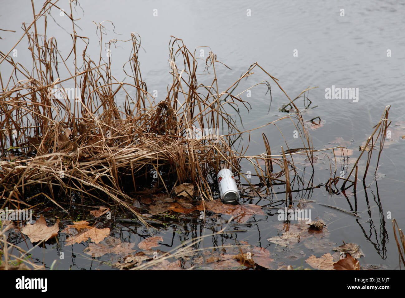 Metal drinks can, discarded into a lake, trapped by reeds and left to rot. Stock Photo