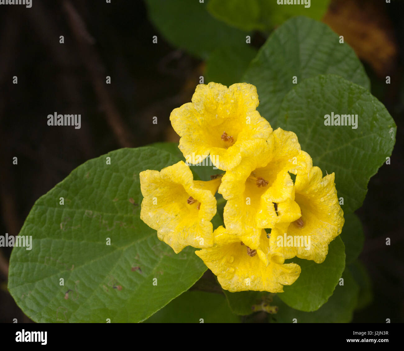 Yellow Cordia (Cordia lutea) flowers and leaves. Also known as Yellow Geiger and by local Spanish name Muyuyo Stock Photo
