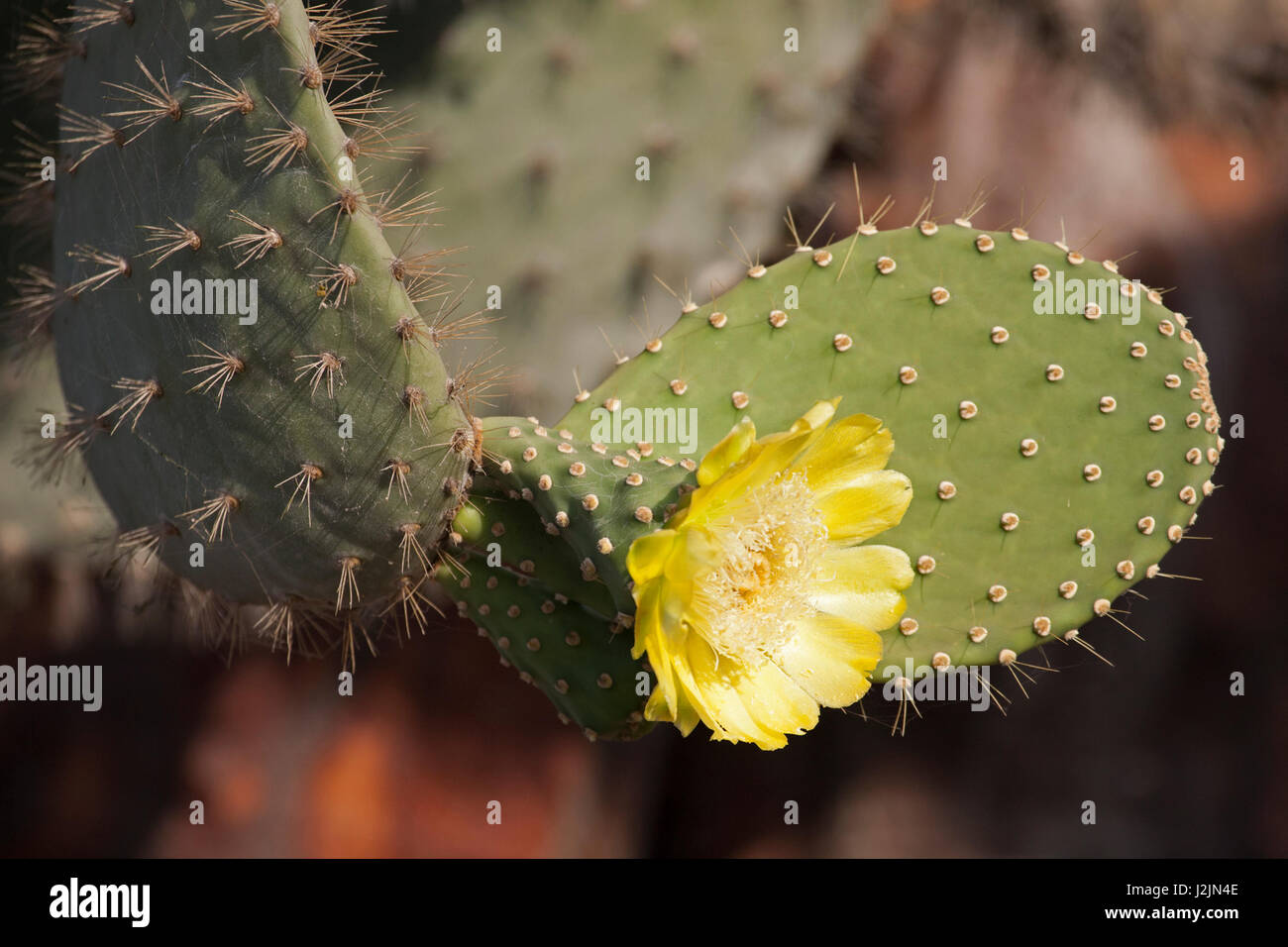 Prickly Pear Cactus flower (Opuntia galapageia) in the Galapagos Islands Stock Photo