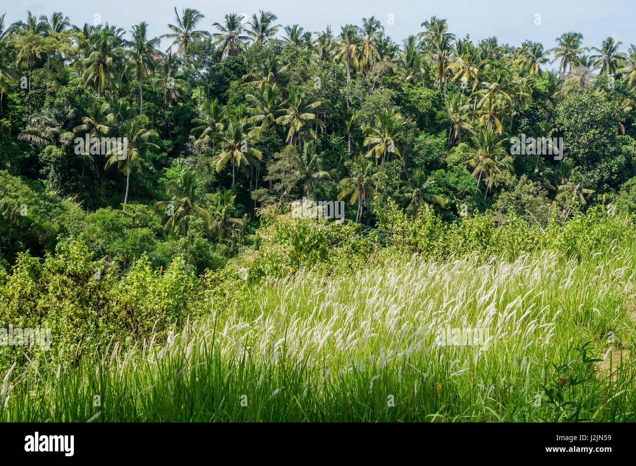 Sunset In The Paddy Rice Field In Indonesia Stock Photos & Sunset In The Paddy Rice Field In
