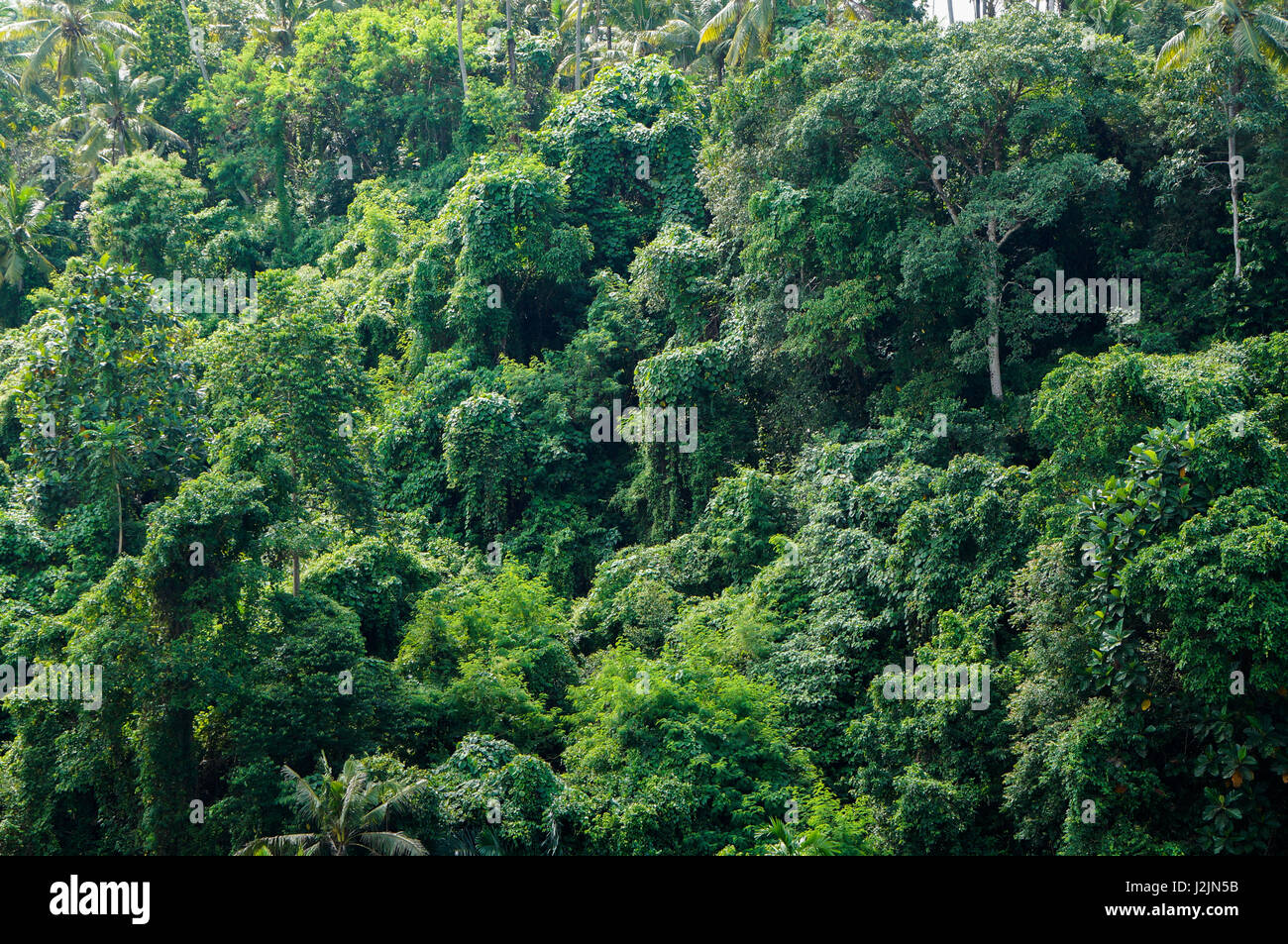 Bali jungle walk hi-res stock photography and images - Alamy