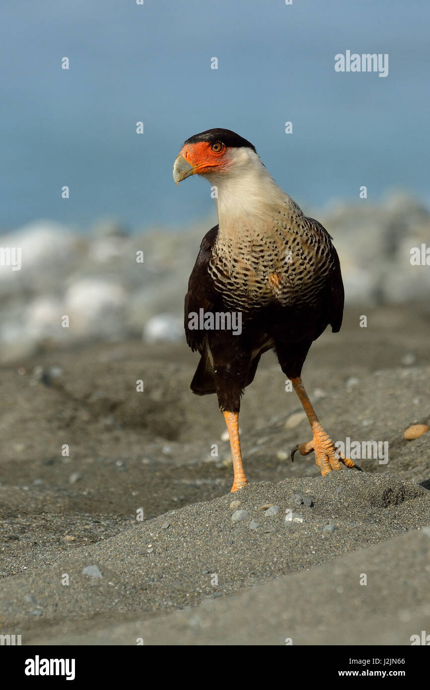 A Crested Caracara on the beach of Corcovado national Park in Costa Rica Stock Photo