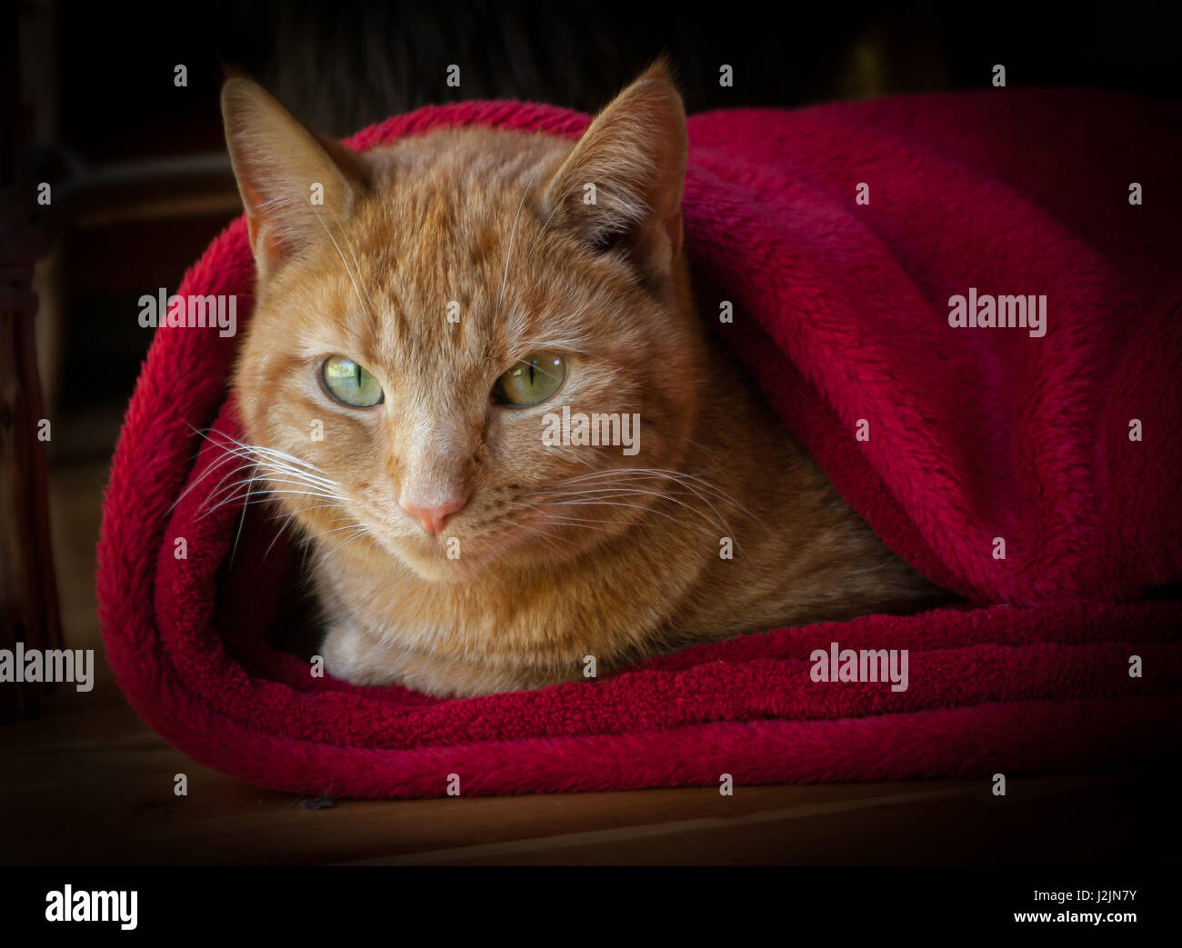 Orange cat cheap blanket