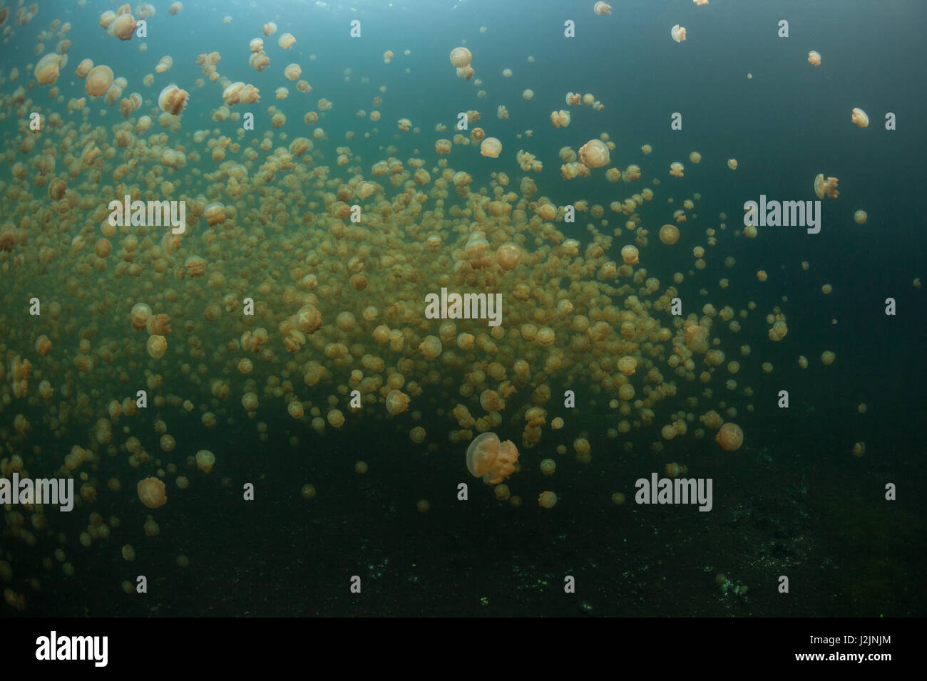 Millions of endemic jellyfish (Mastigias papua etpisonii) swim in an isolated marine lake in the Republic of Palau. Stock Photo