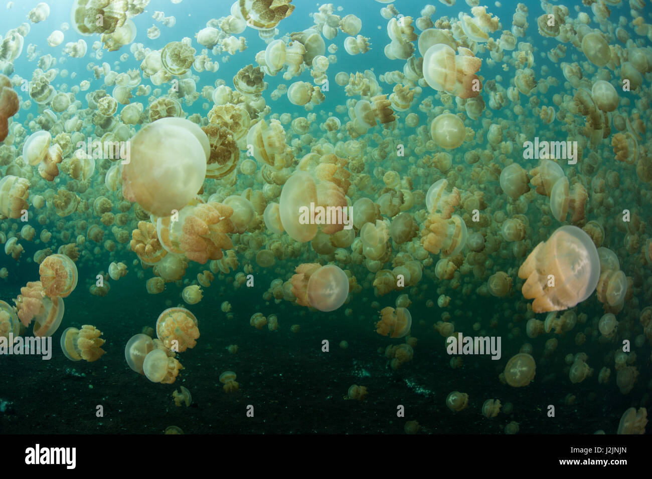 Millions of endemic jellyfish (Mastigias papua etpisonii) swim in an isolated marine lake in the Republic of Palau. Stock Photo