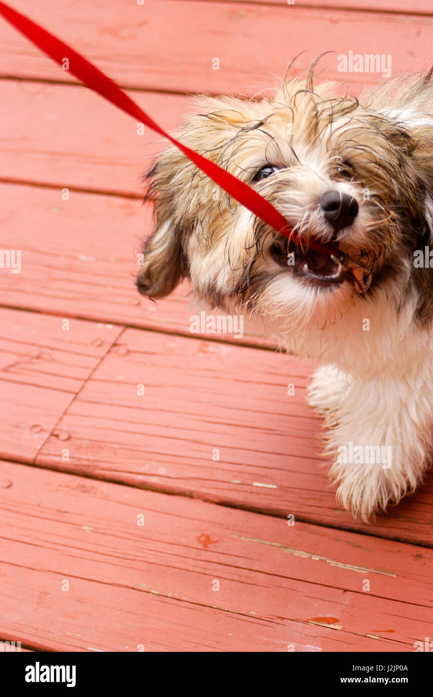 A Havanese puppy tugging on its leash Stock Photo Alamy