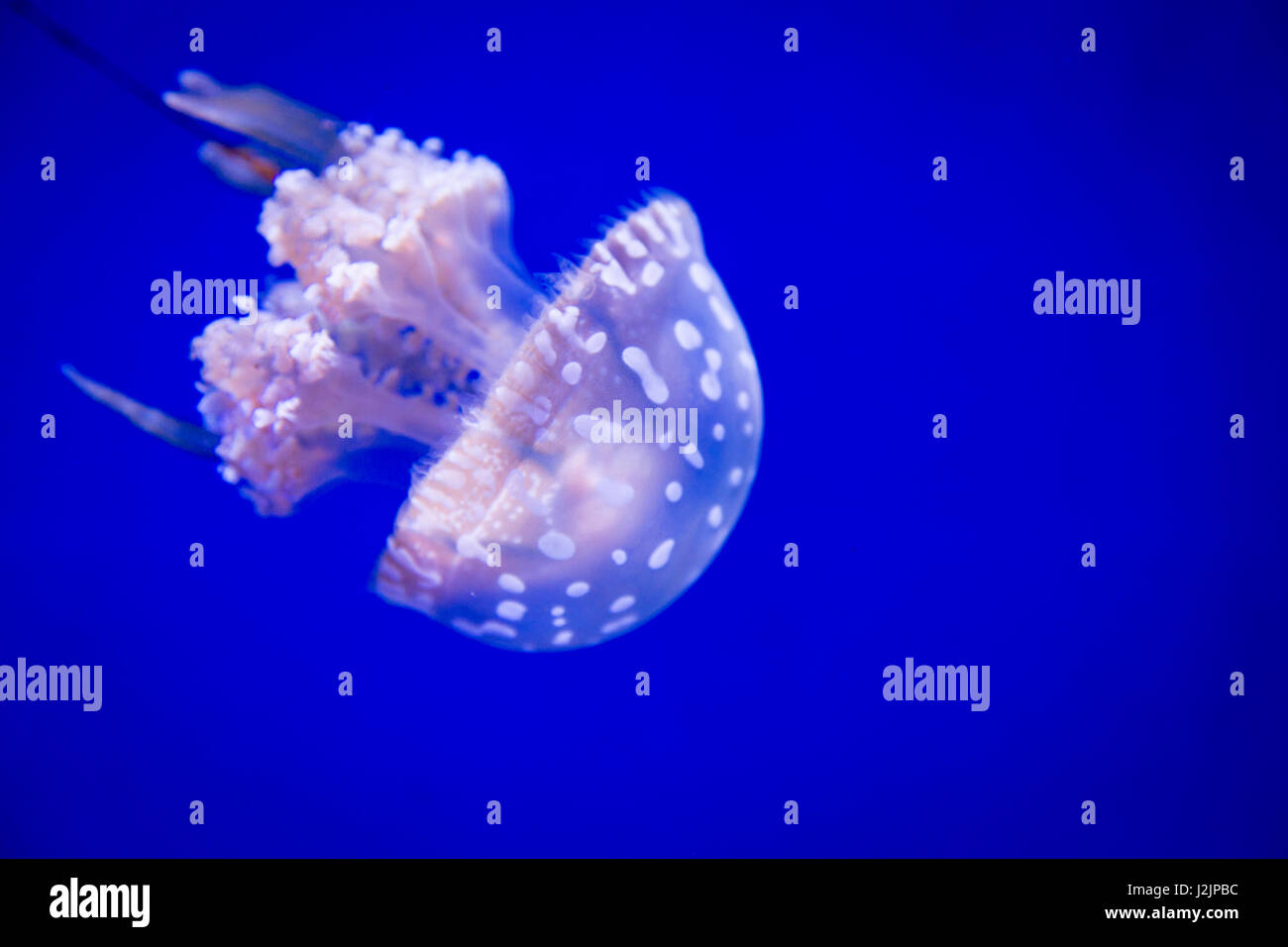 single small white jellyfish with white spots on a blue background Stock Photo