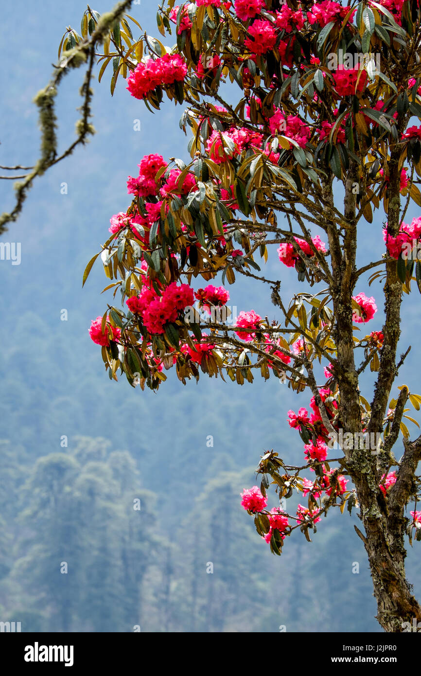 Blooming rhododendrons on the mountain slopes of Bhutan. Stock Photo