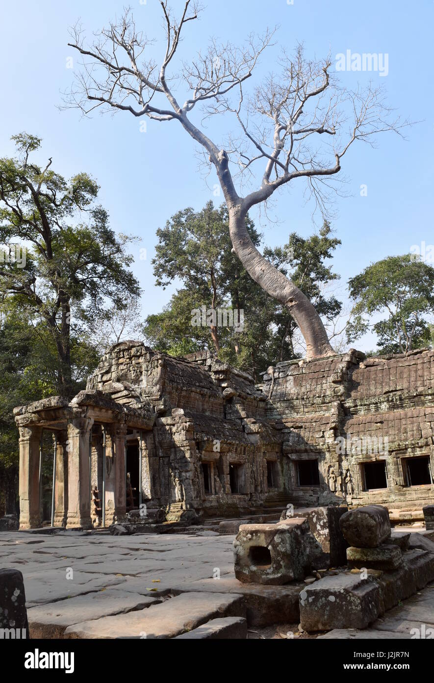 Large tree rising over ancient stone temple ruins - Ta Prohm, Angkor, Cambodia Stock Photo