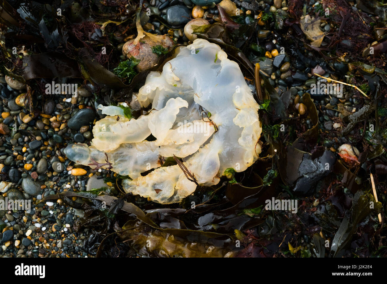 Aberystwyth Wales UK, Saturday 29 April 2017 UK weather - Hundreds of jellyfish washed up on the beach at high tide on a bright sunny but breezy morning at the seaside in Aberystwyth at the start of the Mayday Bank Holiday weekend photo Credit: keith morris/Alamy Live News Stock Photo