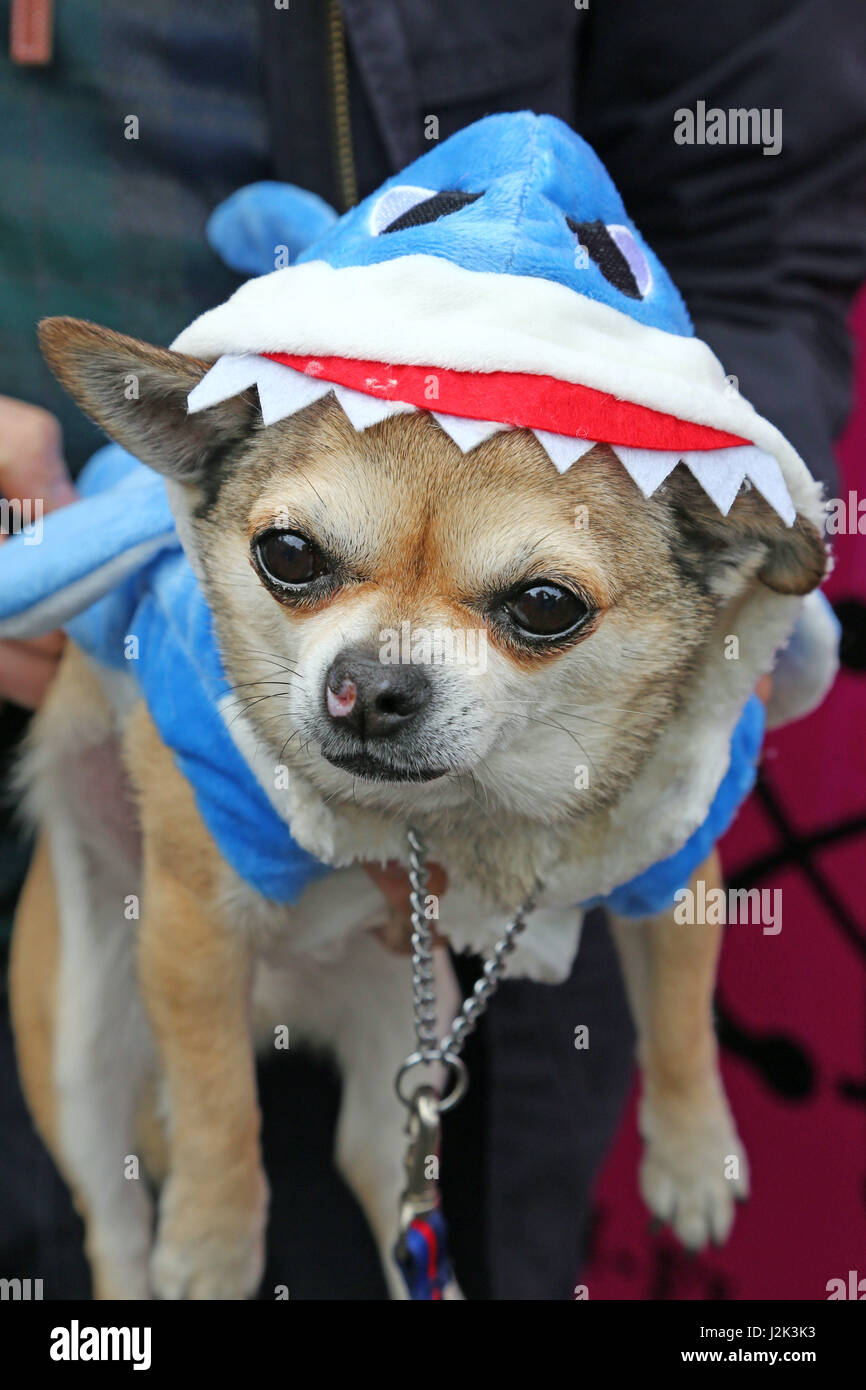 London, UK. 29th April 2017. Ojay the Chihuahua dressed as a shark from Sharknado at the Sci-Fido cosplay dog show at Sci-Fi London, at Juju's Bar at the Old Truman Brewery, London where dogs dressed up in film themed fancy dress costume for the film festival and to raise money for dog rescue charity All Dogs Matter. Credit: Paul Brown/Alamy Live News Stock Photo