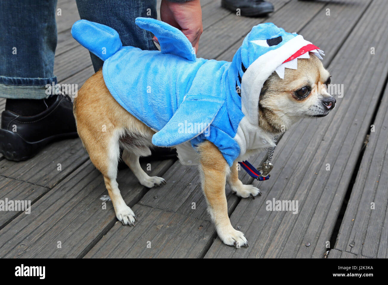 Chihuahua clearance shark costume