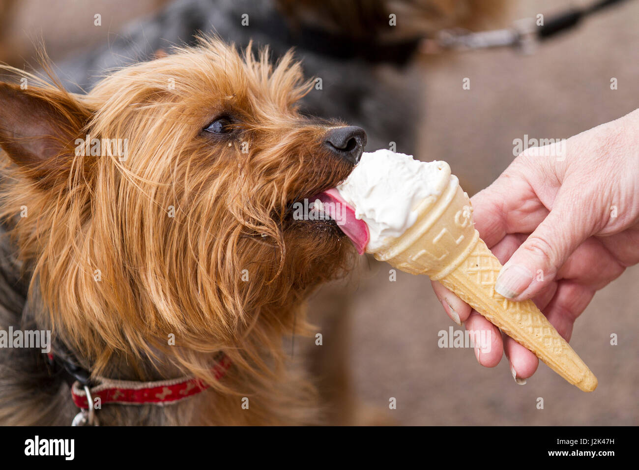 can dogs eat ice cream uk