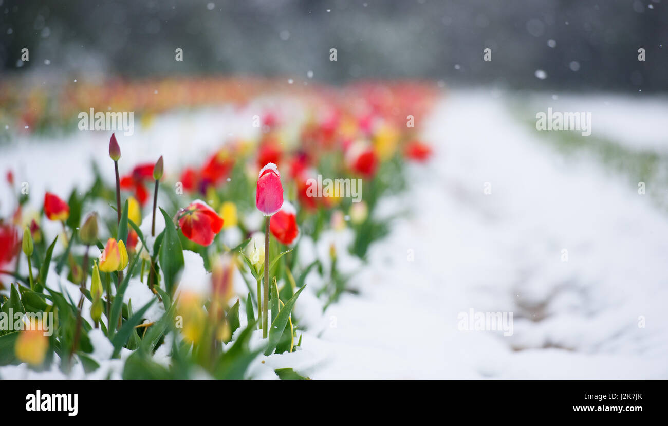 Flower are covered in snow in Munich, Germany, 28 April 2017. Photo: Florian Eckl/dpa Stock Photo
