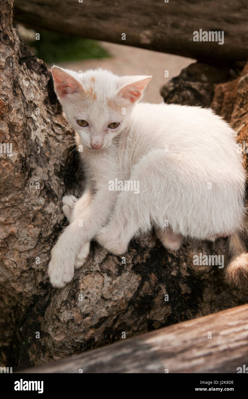 White cat store with pink ears